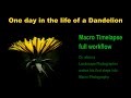 One day in the Life of a Dandelion - Timelapse workflow