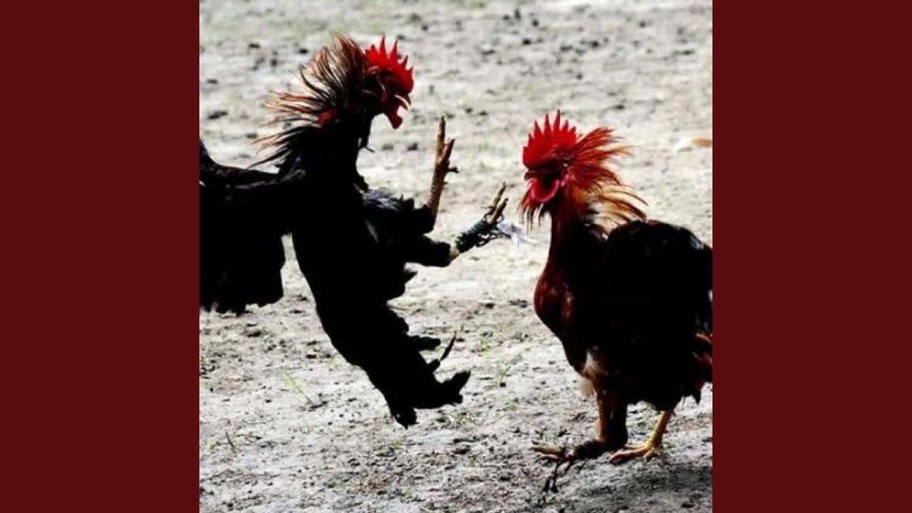Два петуха. «петушиные бои» сальвдор. Получает два петуха. Петухи дерутся. Петухи распетушились.
