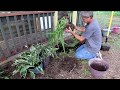 THE FARMHOUSE. Planting Plants. Hanging lights. Farmhouse cooking. Trail cameras.