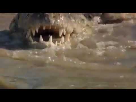 اسد يلا في اية