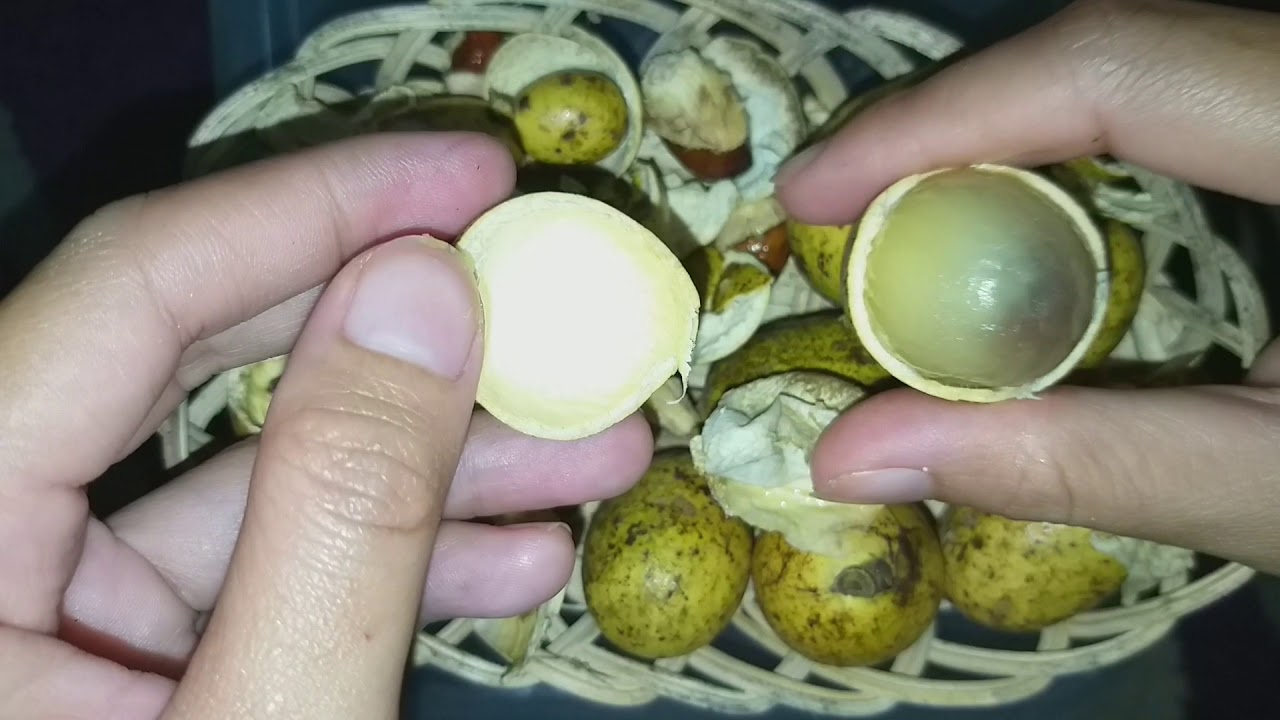 BUAH MATOA || BUAH MATOA ASAL PAPUA || CARA KUPAS BUAH MATOA || BENTUK