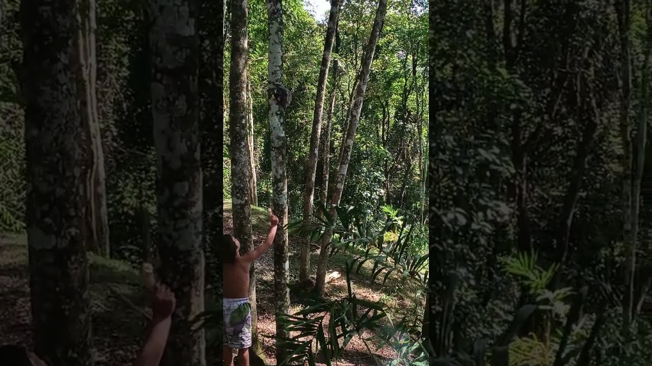 Eu pensei que só tinha no nordeste mas não ❤️🌳🙊🐵