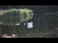Wonderful Relaxing Music With Ducks هدوء الموسيقى مع البط الرائع 