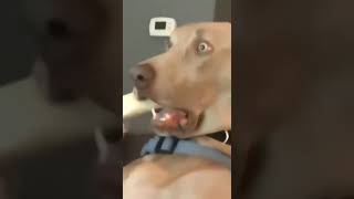 Televizyon Izlerken Korkan Köpek