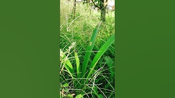 Một chú chuồn chuồn kim màu xanh da trời