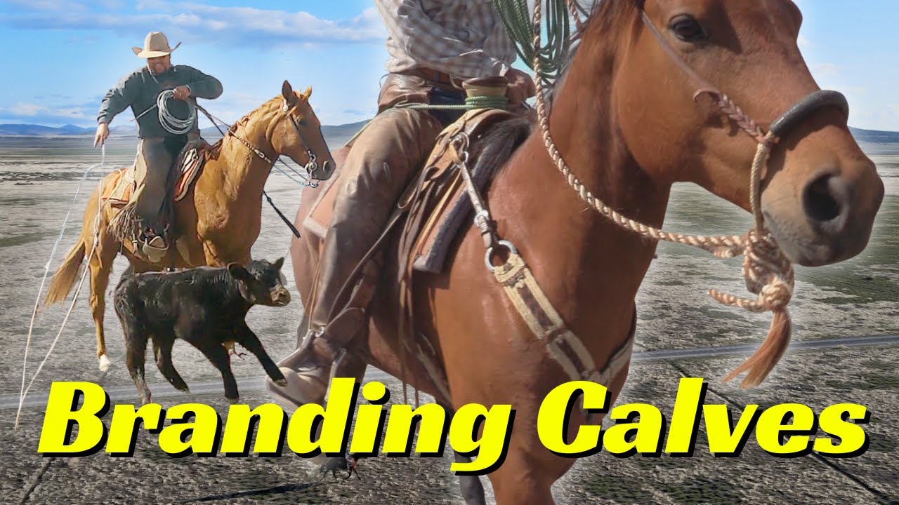 Branding Calves at The Rose Ranch