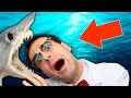 Qué hay dentro de un Tiburón disecado?