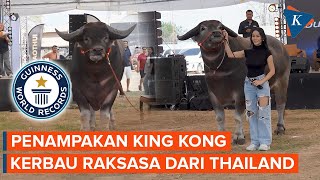Download Lagu King Kong, Kerbau Raksasa Thailand Pecahkan Rekor Guinness World Record MP3 Download Lagu King Kong, Kerbau Raksasa Thailand Pecahkan Rekor Guinness World Record MP3