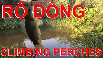 Câu cá ổ, Câu cá rô đồng nấu canh chua, câu cá  tự nhiên