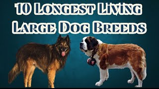 10 longest living large dog breeds