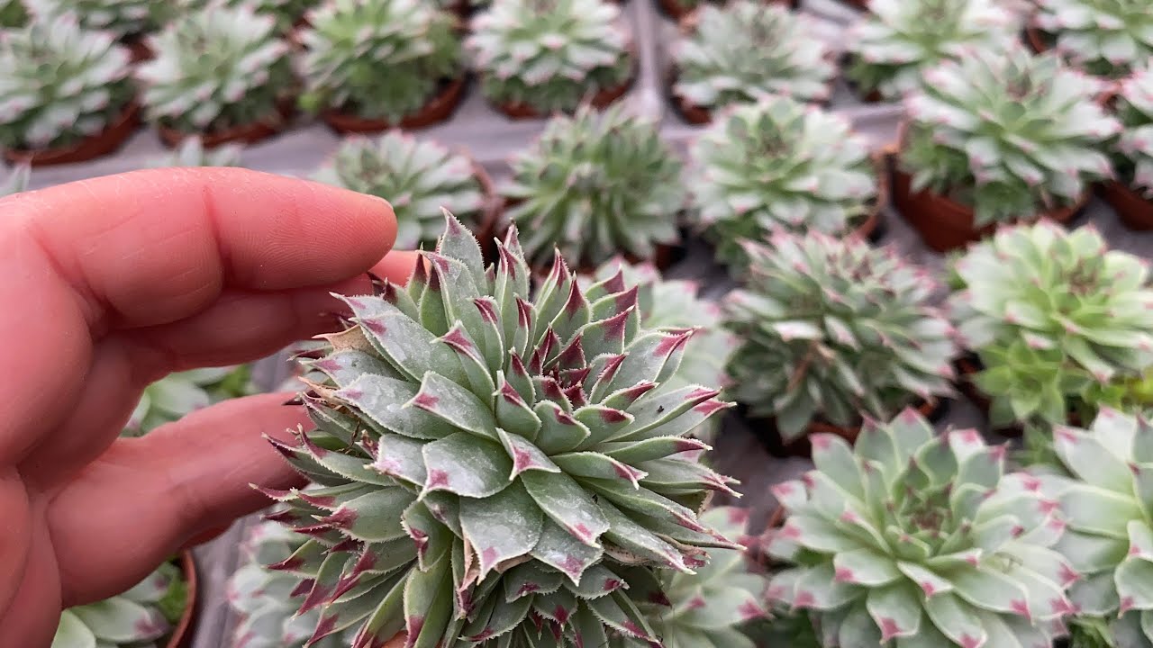 Sukulent çeşitlerine bir göz atalım sera gezisi