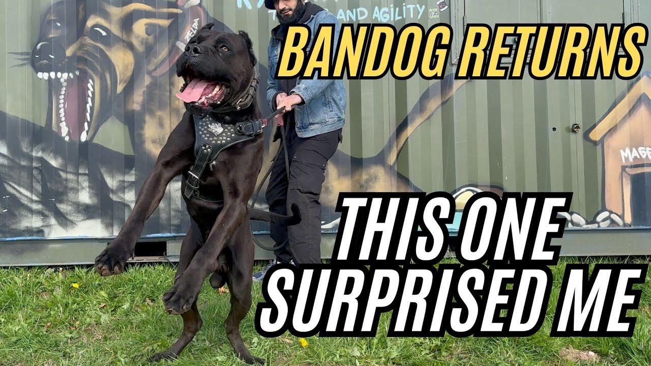 Я столкнулся с гигантским бандогом... Вот насколько силен его укус на самом деле