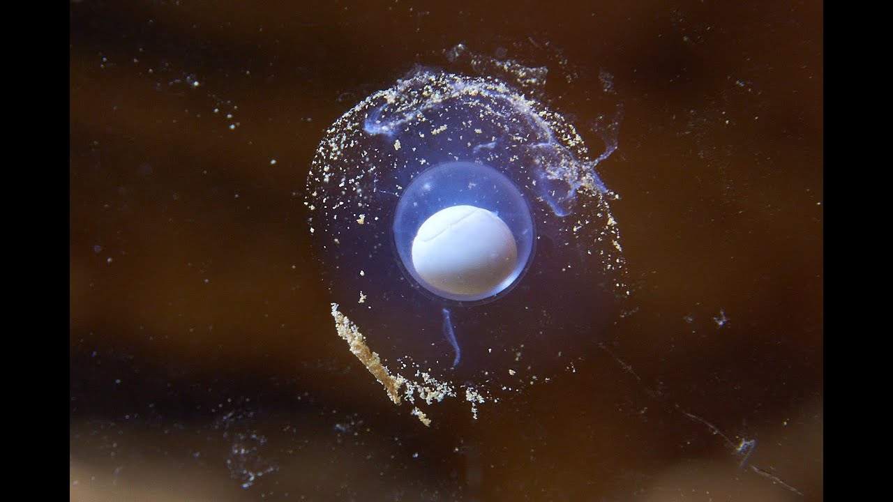 Awaiting Rare Birth of  "Baby Dragons" in Postojna Cave