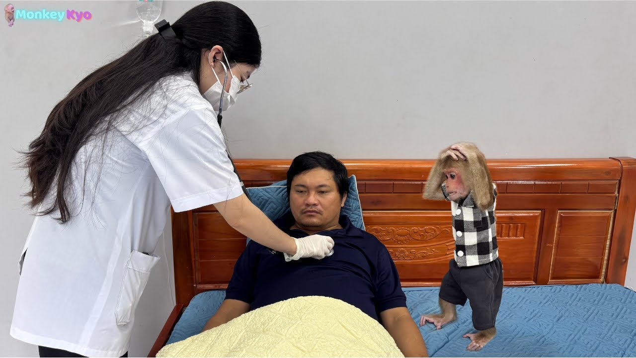 Baby monkey Kyo worried when seeing doctor treating sick dad Thanh!