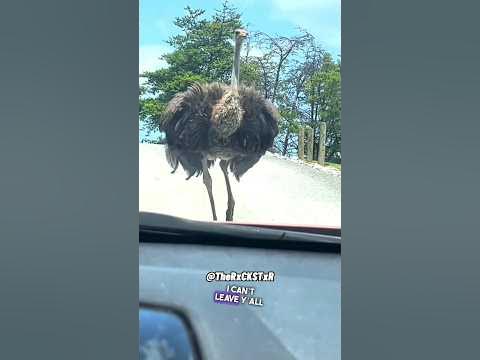 The Coolest Ostrich Ever! - RxCKSTxR Comedy Voiceover