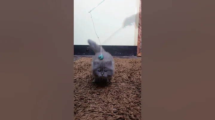 Watch the video about Cute kitty playing 😱 | Persian cats for life | Cats for sale | Cats baby | Cats video | Cats sale