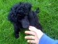 Standard Poodle Puppy First Day Fetch
