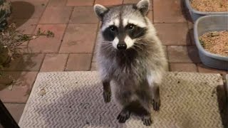 Best Of The 2023 Funny Animal Videos That To Start The Week Off Right   Cutest Animals Ever