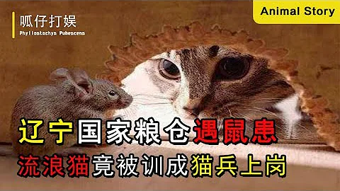 辽宁国家粮仓遇鼠患，流浪猫竟被训成猫兵上岗，猫和老鼠当场开战 - 天天要闻