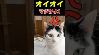 【横取り大作戦】ナニすんだよ！怒り爆発💢😾＃shorts #cat #猫 #ねこ
