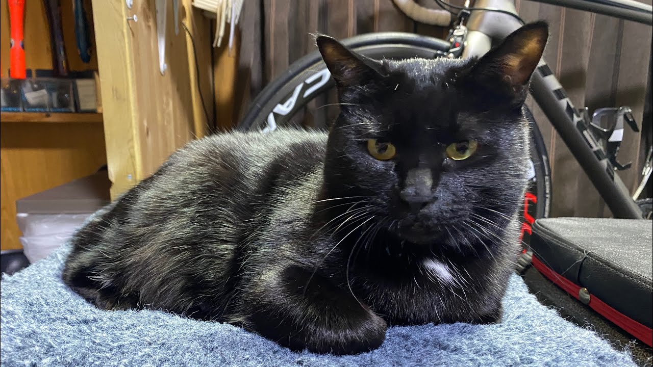 ななちゃんでしゅ