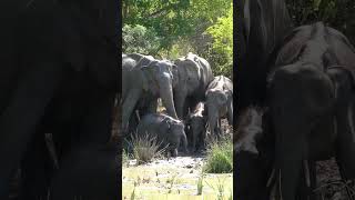 Gentle Giants at Yala National Park | Allure Yala Safaris