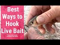 Best ways to hook live bait  how to hook live bait  best way to hook mullet