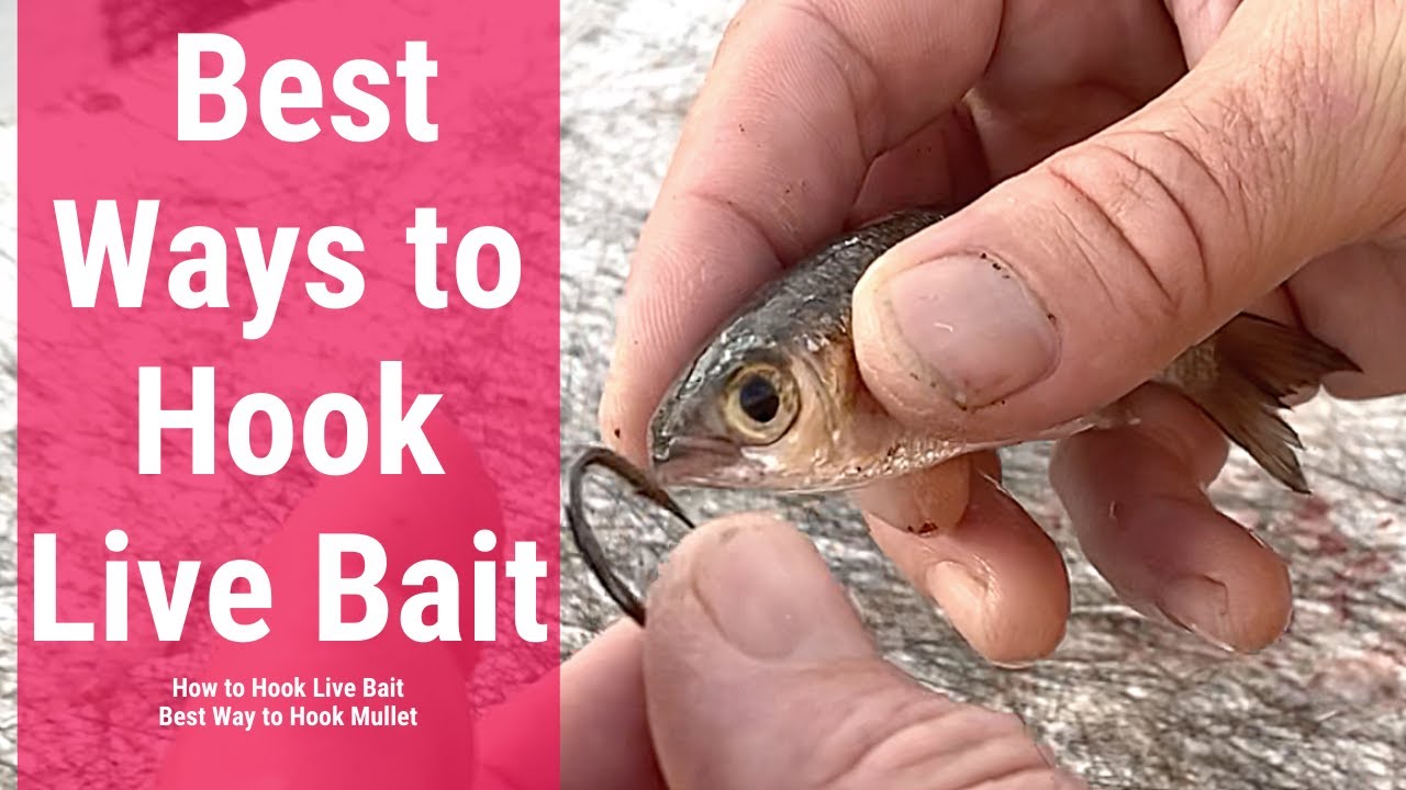 TROLLING with live bait on a Bait Saver - BAIT SAVER HOOKS