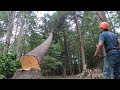 Crashing some big pine and oak!!!!