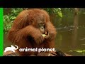 Mangis Is Getting Picked On By An Orangutan 'Girl Gang' | Orangutan Island