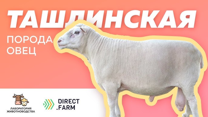 Исландская порода овец: описание, характеристики, продуктивность, содержание и разведение, отзывы