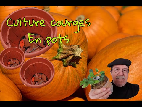 Vidéo: Entretien de la citrouille en pot : pouvez-vous faire pousser des citrouilles dans des conteneurs ?