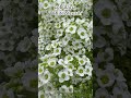 Lobularia White Stream Lobularia Alyssum Flowers Fleurs Annualflower Annuelle Basketplant 