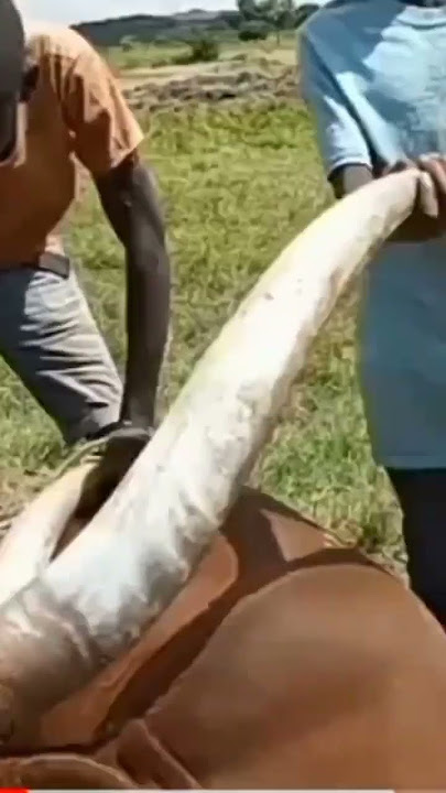 WASUKUMA WANAVYOTIBU NG'OMBE WAO KWA KUTUMIA MITI SHAMBA! KAZI HII HUFANYWA NA VIJANA WADOGO TU!