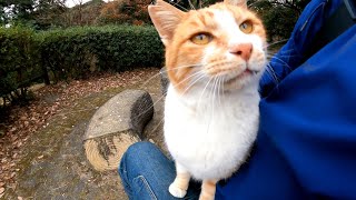 遊歩道のテーブルにつくとすぐに野良猫が膝に乗ってきた