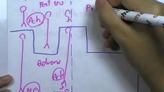 ormBio 080 : ระบบในร่างกาย2 ,ตอน05
