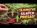Zastavili sa vaše priesady? Dajte mi sedem dní a získate trikrát hrubšie stonky!