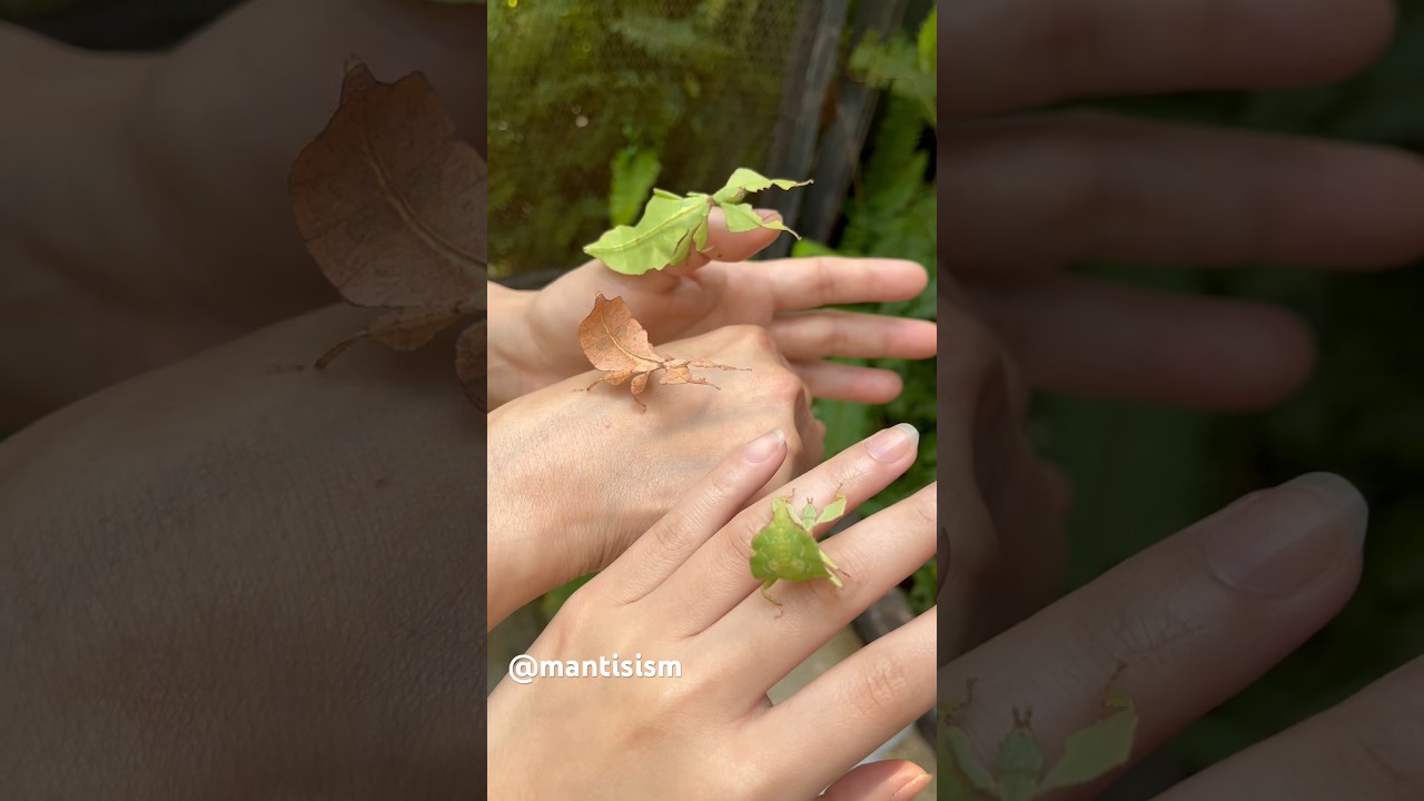 Walking leaves on hands