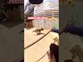 Gojo Powerful Dog Catch Up #shorts #ytviral #dog #streetdogrevival #pets #animals