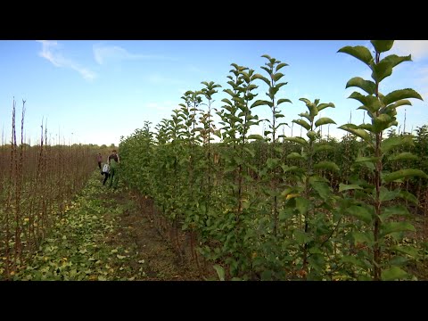 «Кубанский аграрный клуб». Питомник саженцев