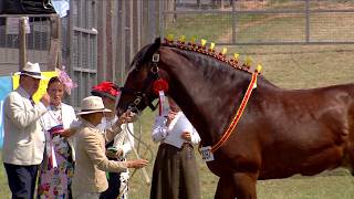 Pencampwriaeth Ceffylau Gwedd | Shire Horse Championship