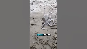 The Incredible Intelligence of an Octopus