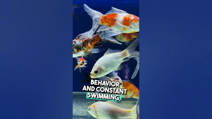 Goldfish Have a 3-Second Memory? Think Again! 🐠 #shorts