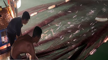 Nghề Mành Lùi Cách Đánh Bắt Mực Vô Cùng Hiểu Quả - Dân Biển