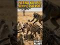 Hyena's Fatal Mistake! #hyena #monkey #survival #nature #wildlife #africa #animals