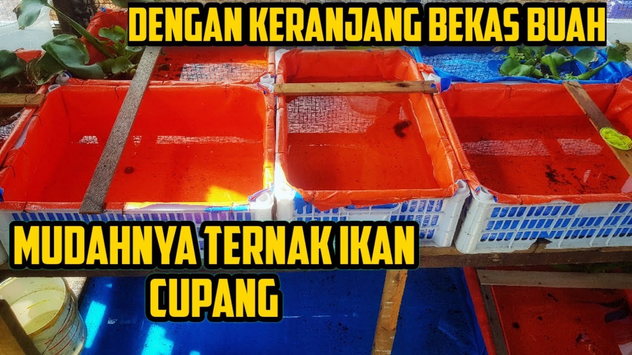 Cara Ternak Ikan Cupang Pemula | How to breed a betta fish