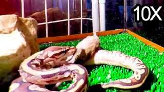 GoPro Hero 4 Silver - Royal ball python attack in slowmotion