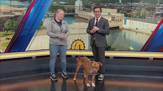 Lucca from Winnebago County Animal Services joins the studio!