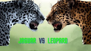 JAGUAR VS LEOPARD – The Ultimate Face Off Jaguar Vs Leopard The Ultimate Battle