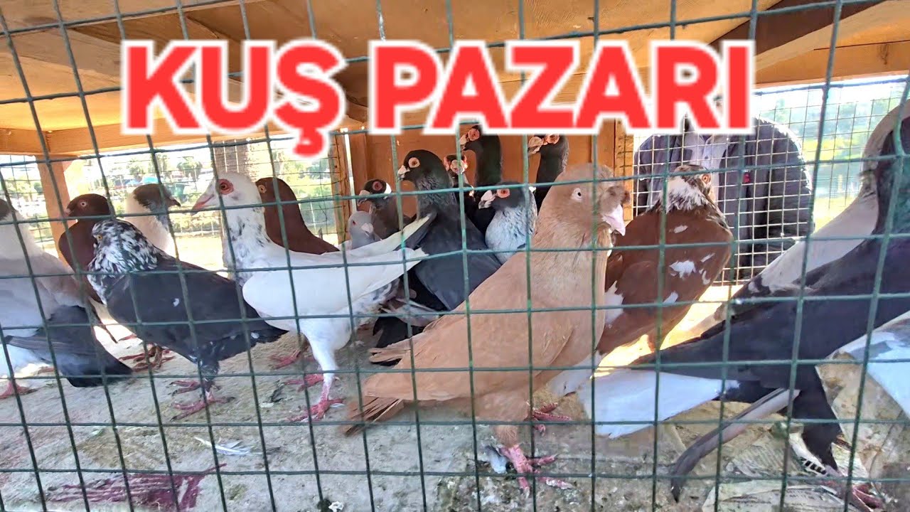 ADANA KUŞ TAVUK  PAZARI #adana #kuşpazarı 